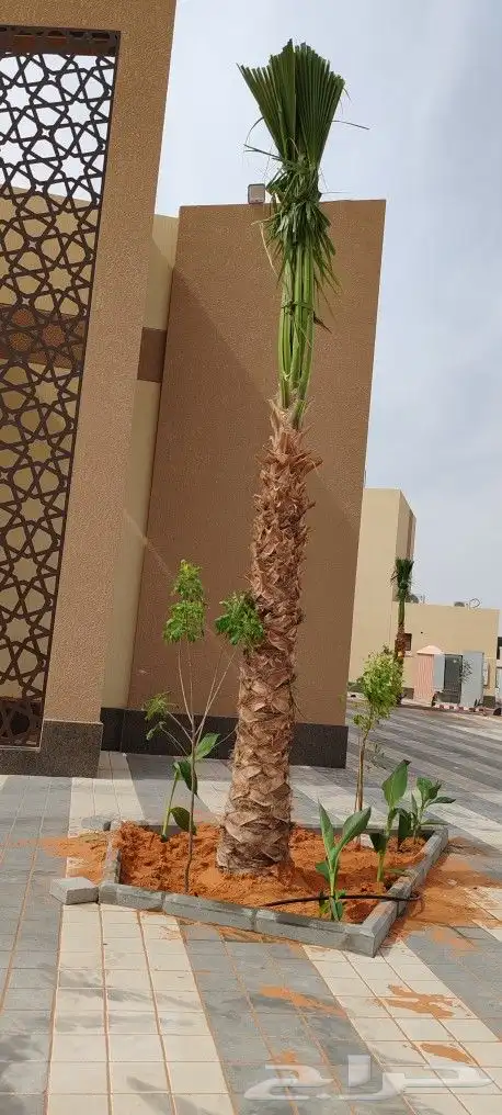 نخل للبيع 2