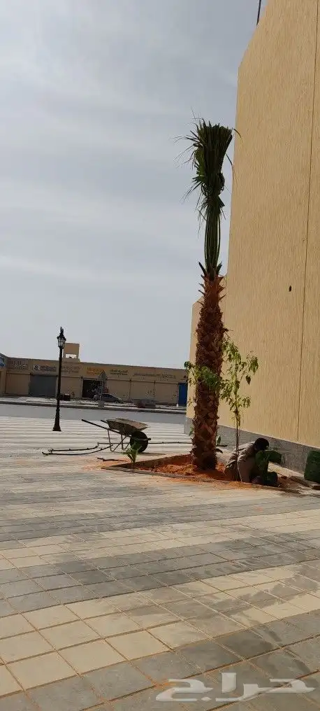 نخل للبيع 0