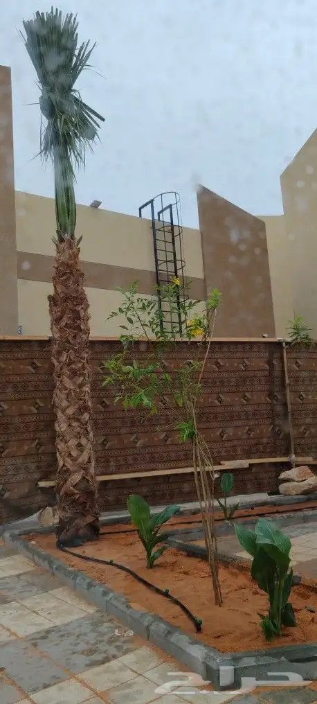 نخل للبيع 1