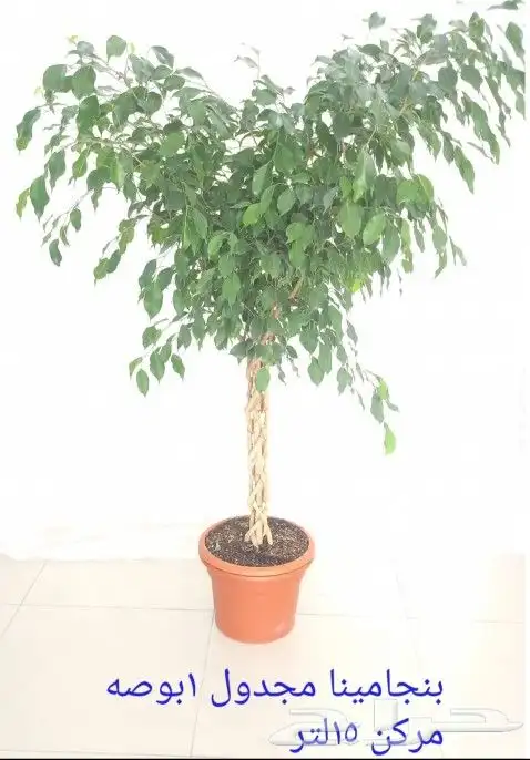 زراعه النخل وأشجار الزينه 8