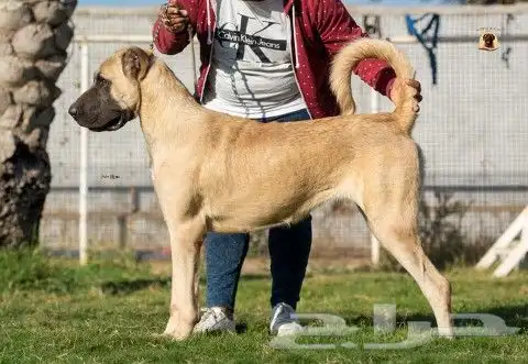 جراء كنجال تركي مستوي توووب (مسجل) قاهر الذئاب 18