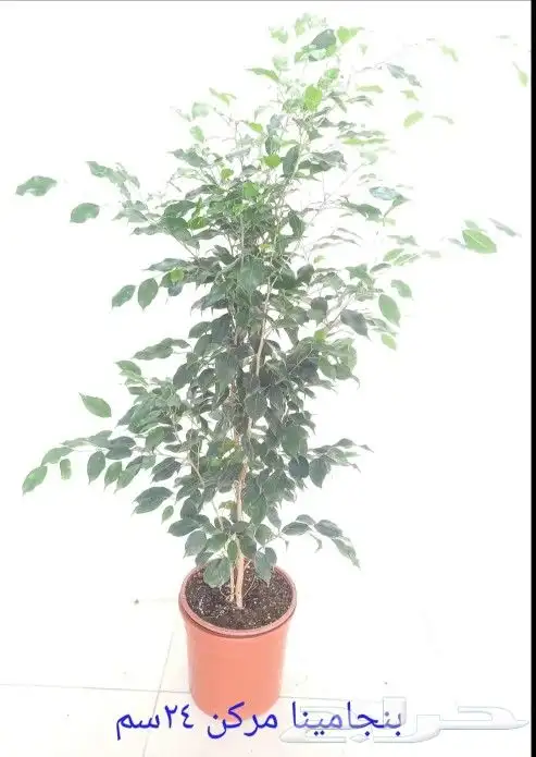 زراعه النخل وأشجار الزينه 4