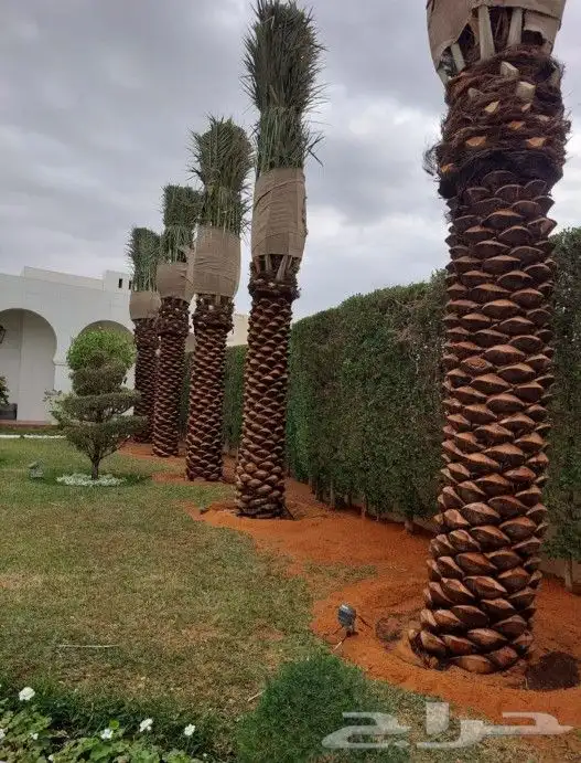 زراعه النخل وأشجار الزينه 3