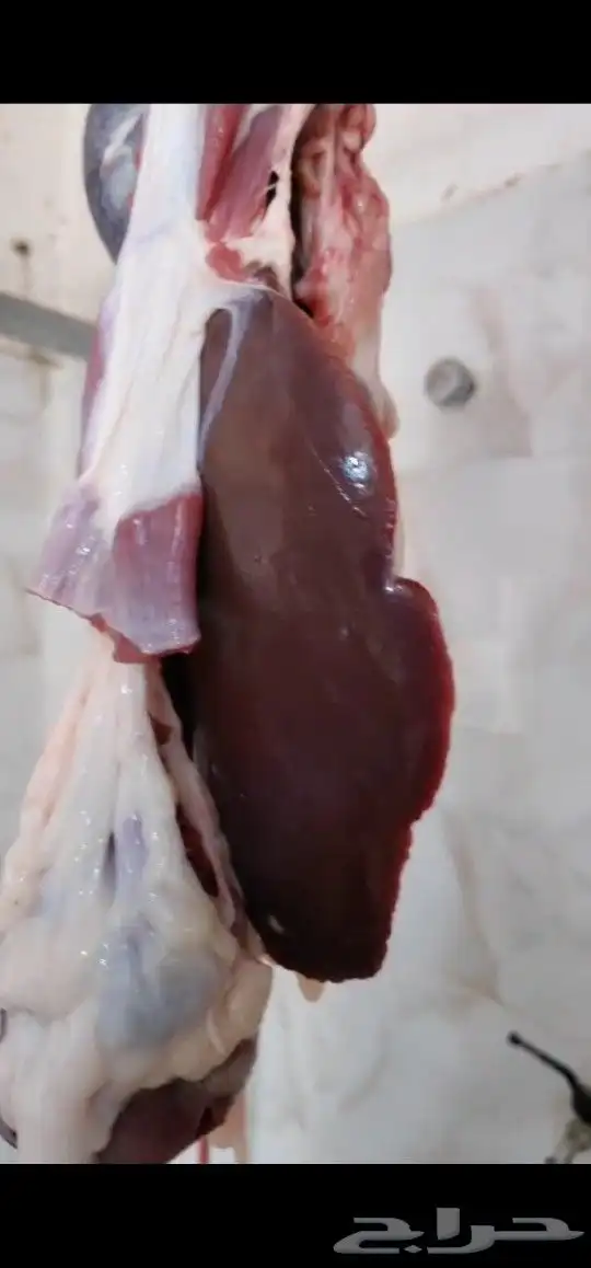 ذبح بالنص سواكن 40