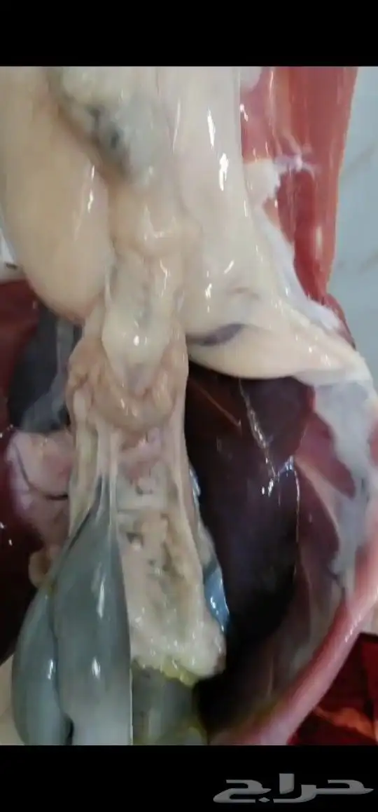 ذبح بالنص سواكن 38