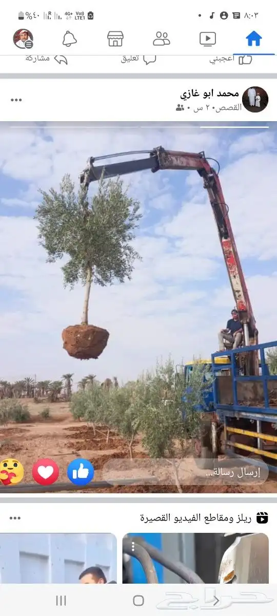 زراعه النخل وأشجار الزينه 1