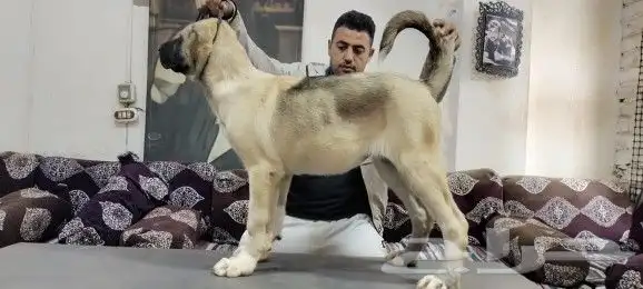 جراء كنجال تركي مستوي توووب (مسجل) قاهر الذئاب 14