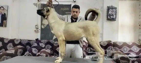 جراء كنجال تركي مستوي توووب (مسجل) قاهر الذئاب 15