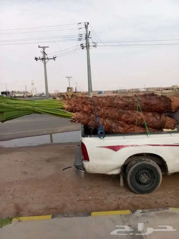 توريد نخل وشنطن 1