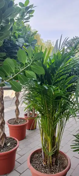 منسق حدائق وزراعة الثيل 8