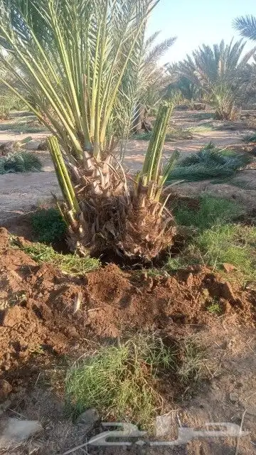 فسايل عجوه مجدول وصقعي وعنبره ورثانه بسعار مناسبه 0