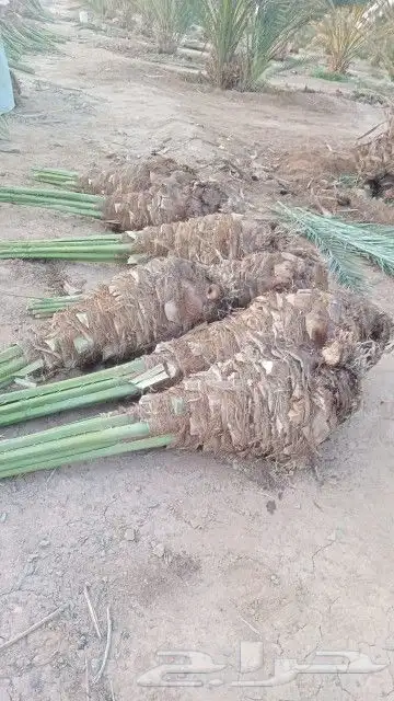 فسايل عجوه مجدول وصقعي وعنبره ورثانه بسعار مناسبه 3