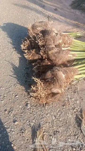 فسايل عجوه مجدول وصقعي وعنبره ورثانه بسعار مناسبه 2