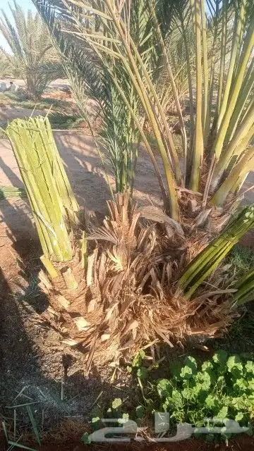 فسايل عجوه مجدول وصقعي وعنبره ورثانه بسعار مناسبه 1