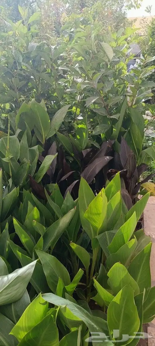 منسق حدائق وزراعة الثيل 1