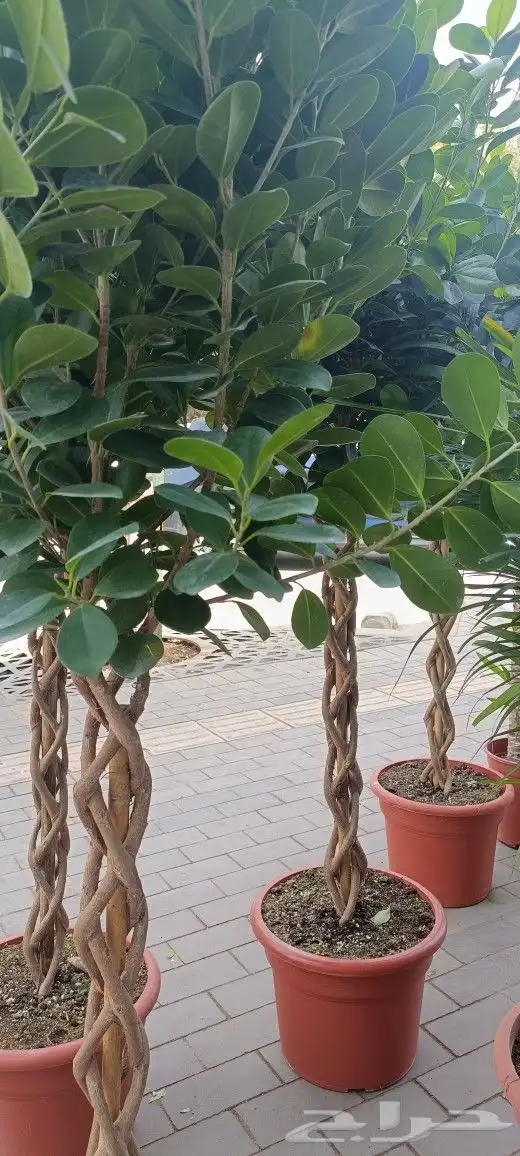 منسق حدائق وزراعة الثيل 6