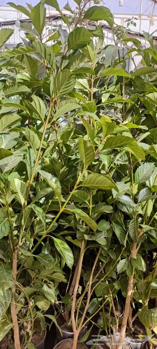 منسق حدائق وزراعة الثيل 0