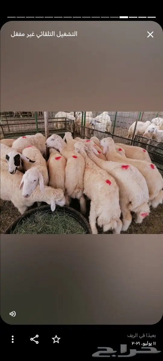 طلي حري ذبايح 0