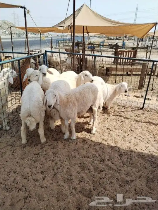 طلي حري ذبايح 2