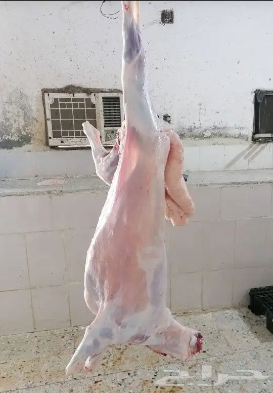 طلي حري ذبايح 3