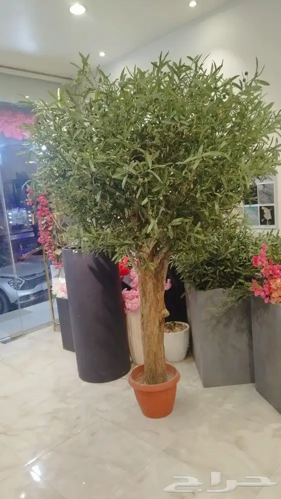 اشجار زيتون صناعي 6