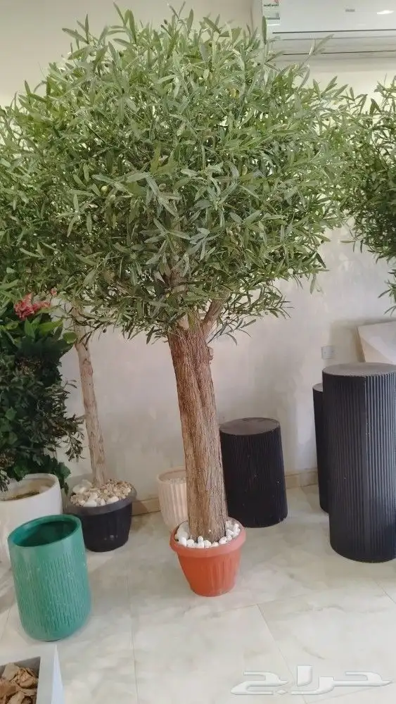 اشجار زيتون صناعي 3