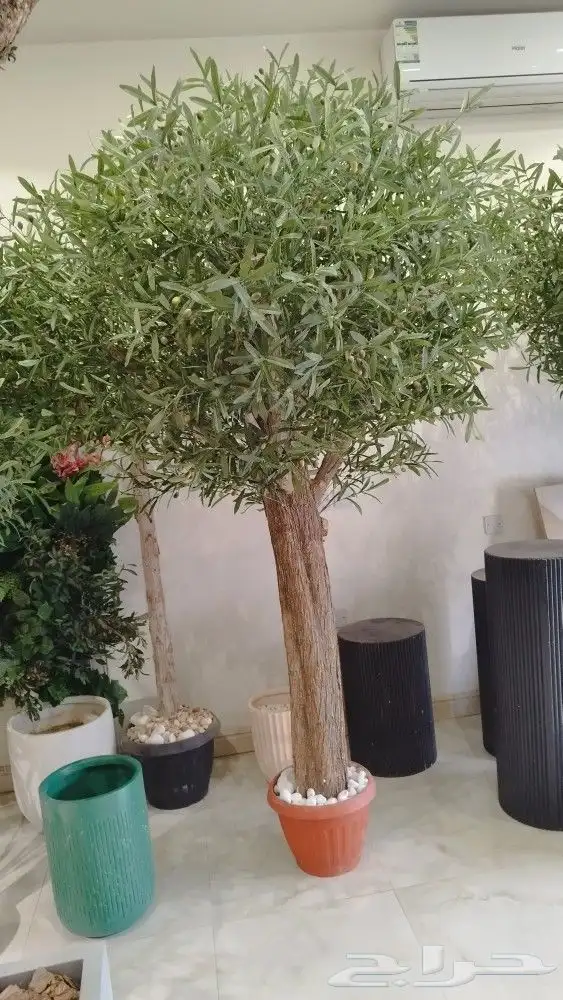 اشجار زيتون صناعي 2