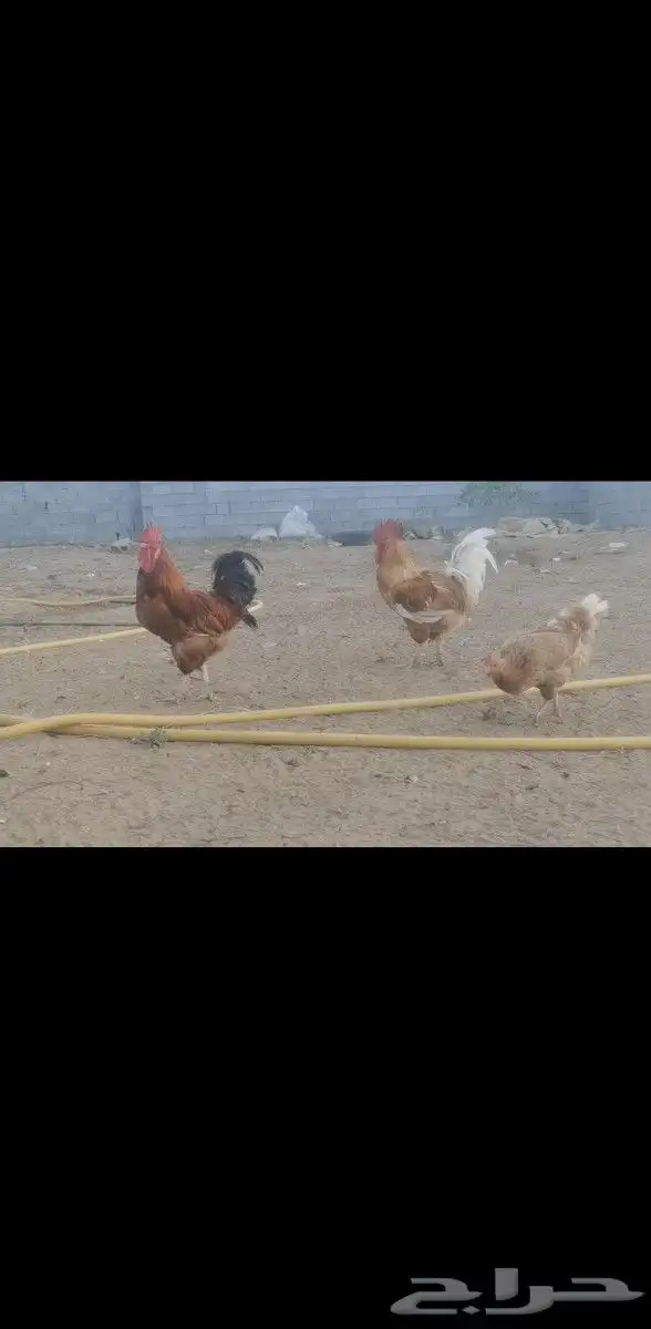 صوص تركي صافي 1