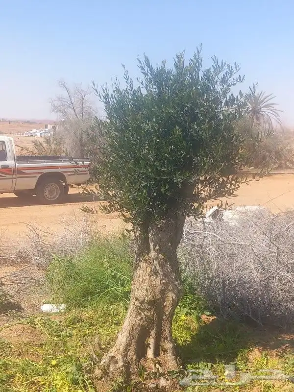 زيت الزيتون 0