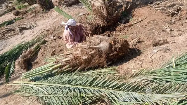 فسايل عجوه مجدول وصقعي وعنبره ورثانه بسعار مناسبه 4
