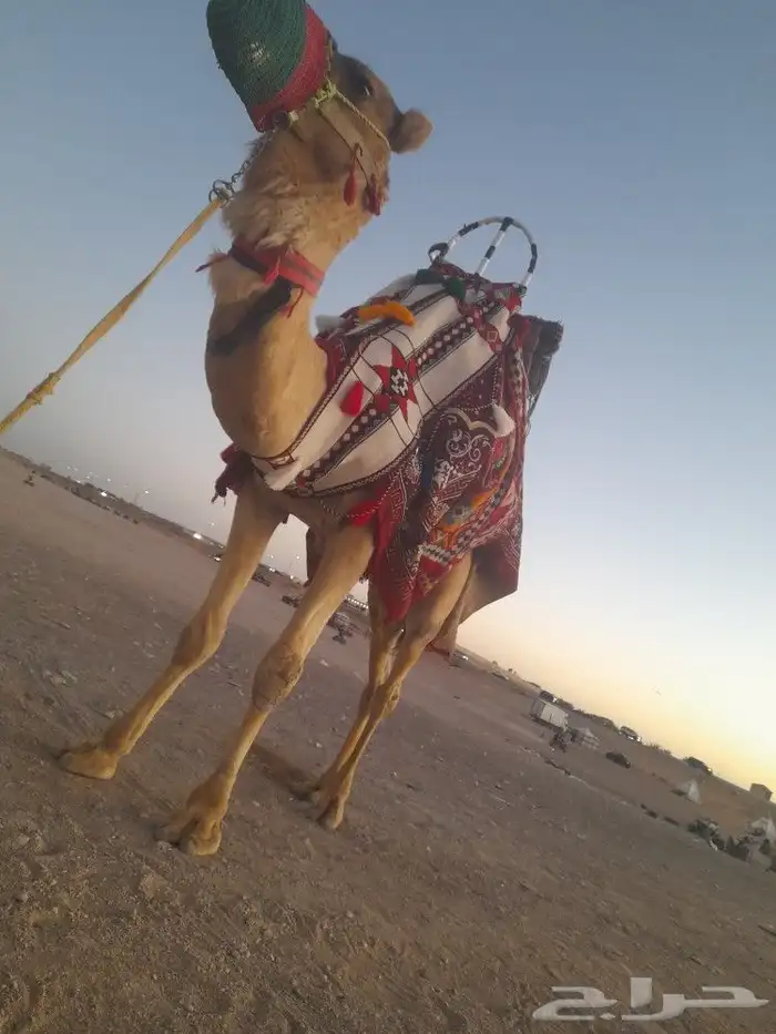 اجار خيول ورحول وحنطور 22
