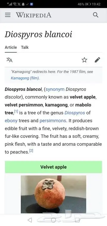 شتلات تفاح ويل ويت velvet apple 6