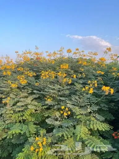 مشتل زراعي متنوع 8
