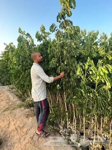 مشتل زراعي متنوع 10