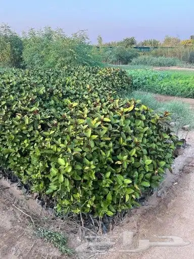 مشتل زراعي متنوع 13