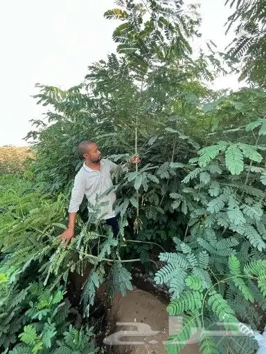 مشتل زراعي متنوع 7