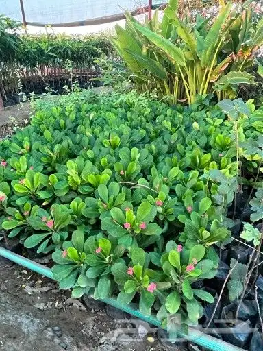 مشتل زراعي متنوع 3