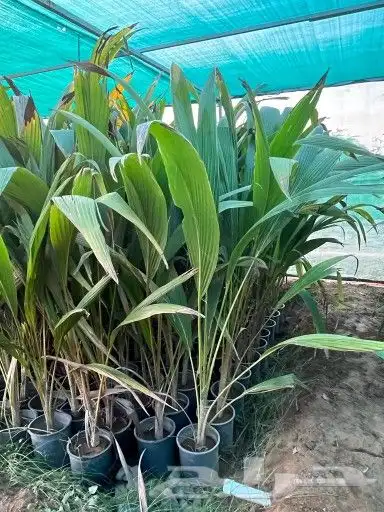 مشتل زراعي متنوع 4