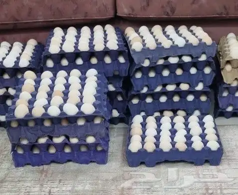 بيض بلدي طازج 100 0