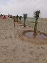 جميع انواع النخيل الوشنطني ولعربي بأسعار مناسبه 6