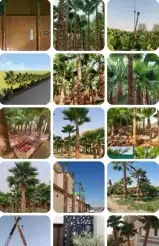 جميع انواع النخيل الوشنطني ولعربي بأسعار مناسبه 5