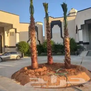 جميع انواع النخيل الوشنطني ولعربي بأسعار مناسبه 4