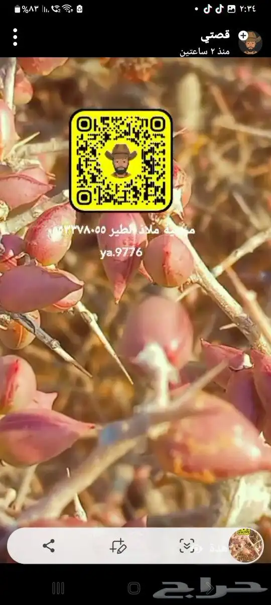 بذور زراعيه عرعر وسرو واخرى استنبات وعقل 3