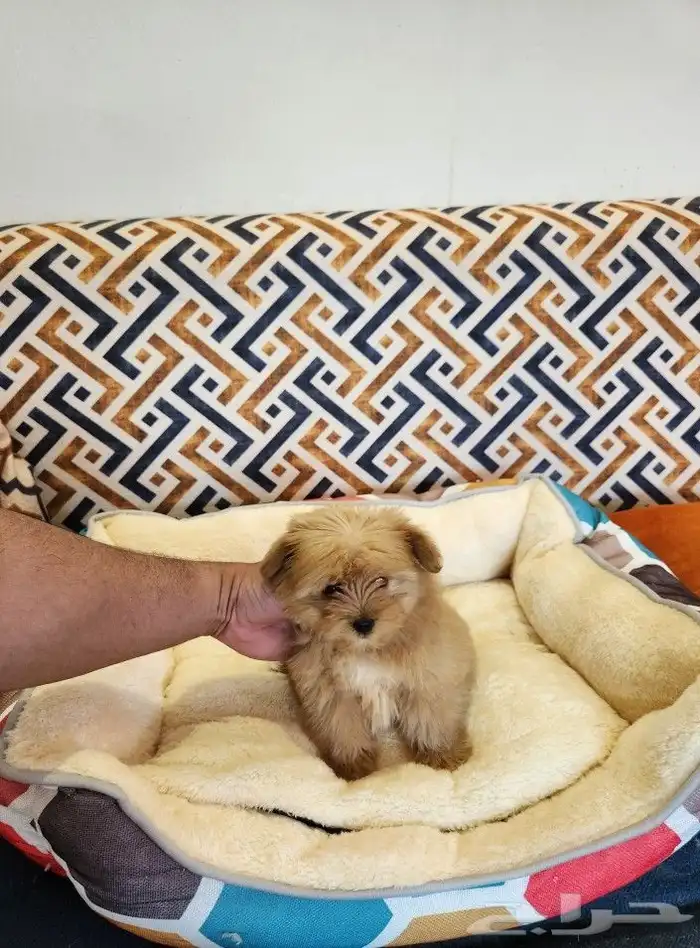 كلب مالتيبو بحجم كف اليد Maltipoo 1