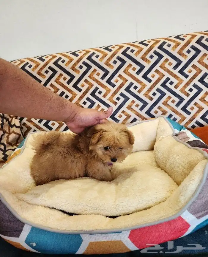 كلب مالتيبو بحجم كف اليد Maltipoo 4
