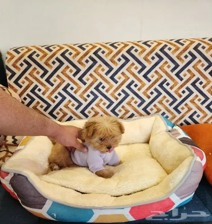 كلب مالتيبو بحجم كف اليد Maltipoo 6