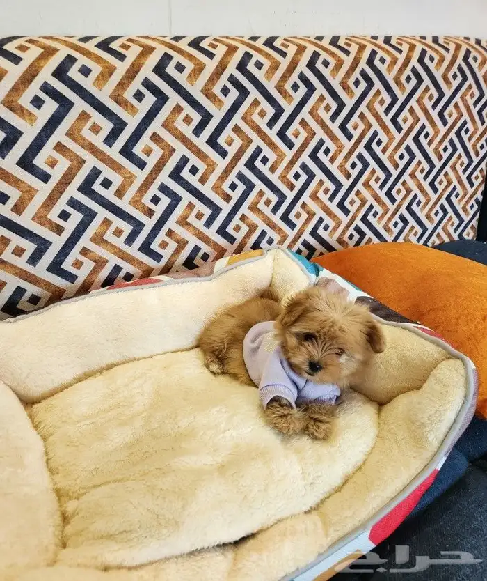 كلب مالتيبو بحجم كف اليد Maltipoo 3