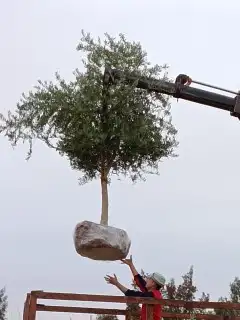 تبوك 0