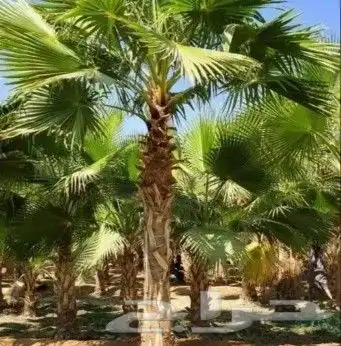 تنسيق حدائق 3