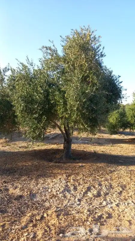 زيتون معمر 3